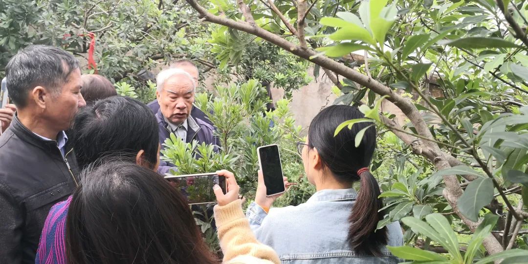杨梅生活在什么气候中,东魁杨梅生长气候