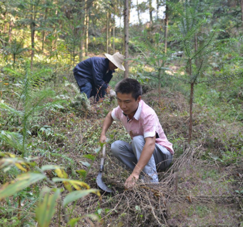 买这种野草一年赚200万 (一年赚200万的野草)