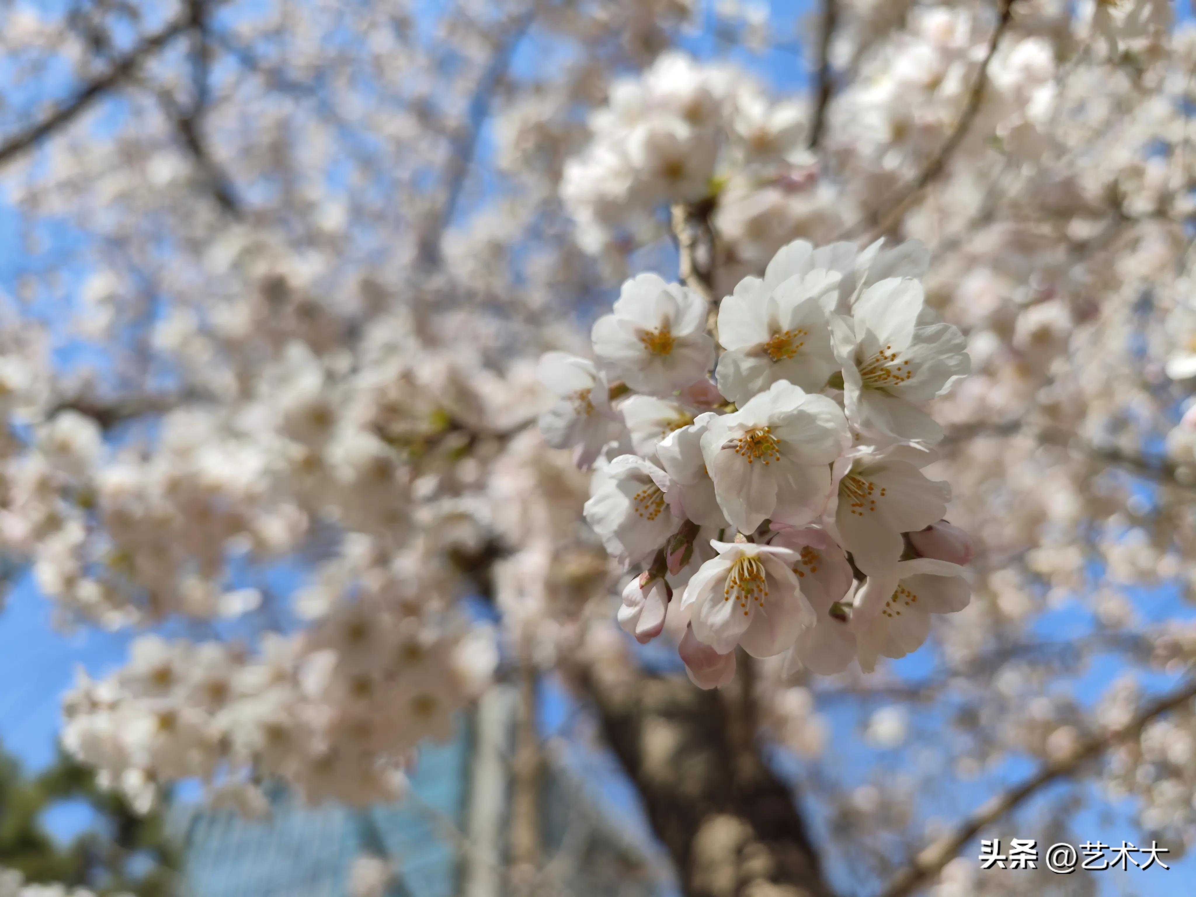 樱花的花语和寓意和象征是什么呢,樱花代表什么花语
