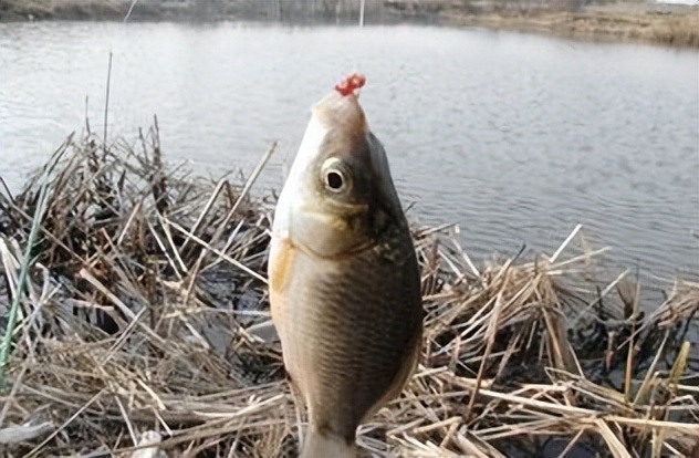 捕捞一晚获利上万,人工捕捞红虫违法吗