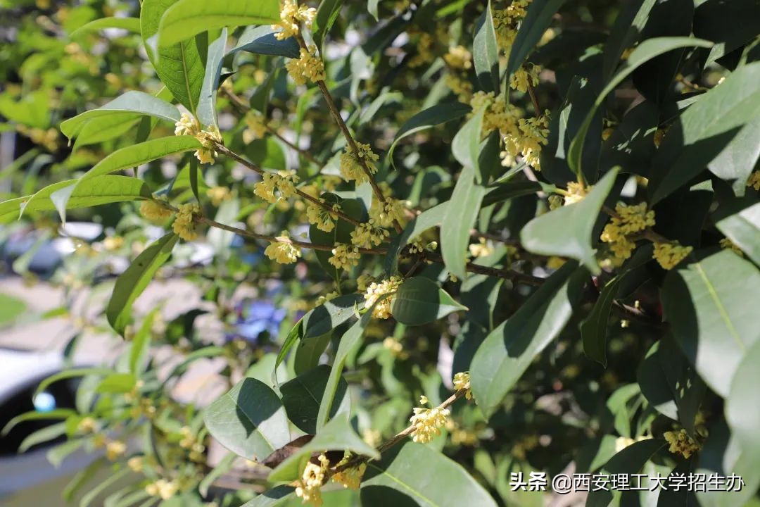 高校绿色学校创建工作总结,绿色学校创建行动方案四川高校