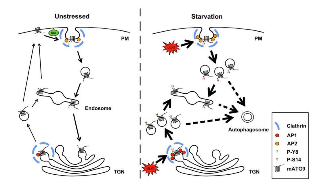ZIP转运蛋白内部锌摄取的组氨酸突变体细胞活性自我调控机制