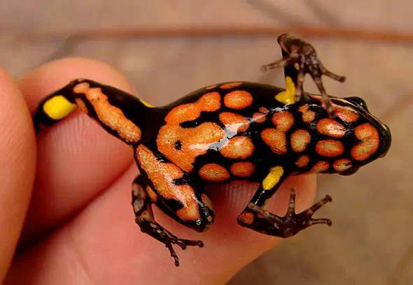 箭毒蛙为什么成为濒危动物,箭毒蛙世界上最毒的蛙