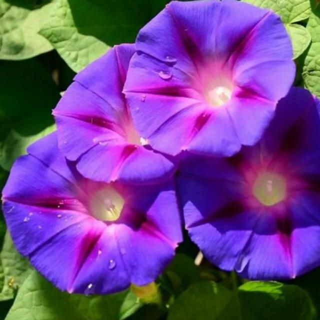 一花一世界一念一佳人的图片,一花一世界一叶一春秋图片