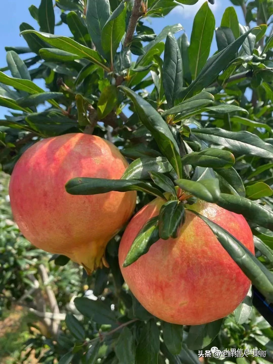 软籽石榴的正确打开方法,多好的软籽石榴