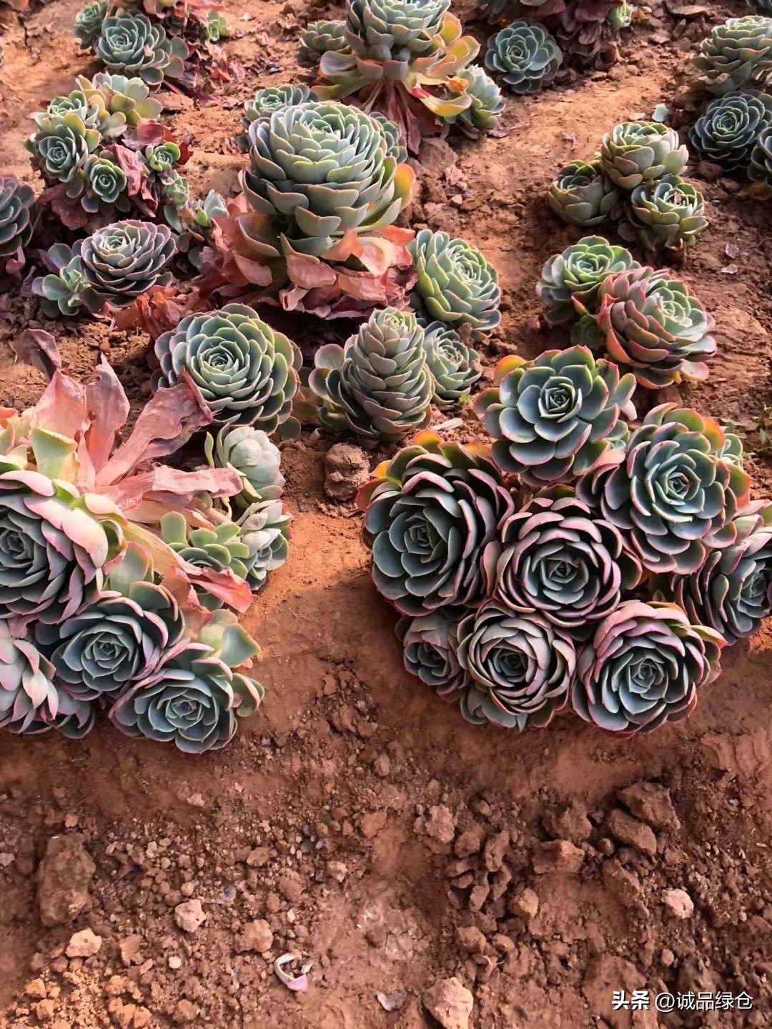 十大最萌的多肉植物,十大稀奇的多肉植物