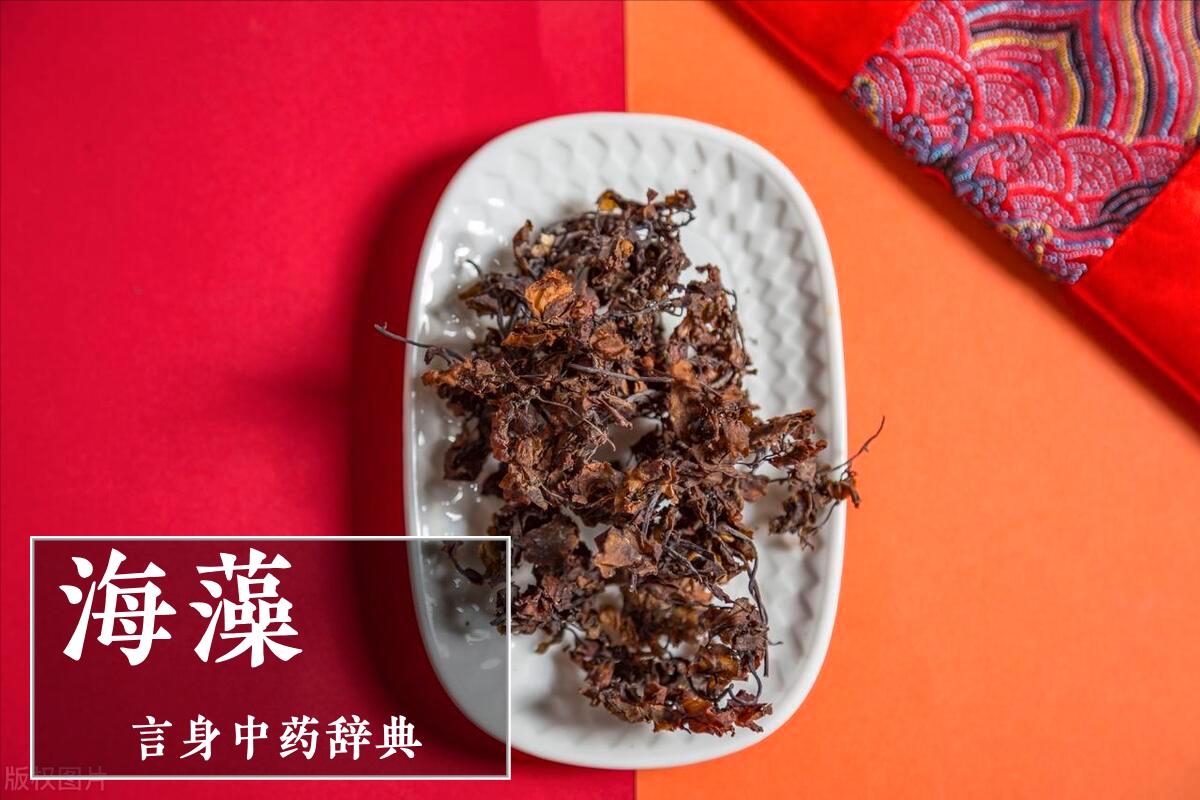 海藻（清化热痰药）