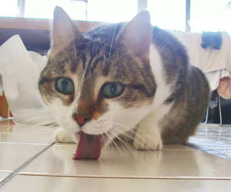 猫咪急救的十种方法,养猫进医院急救