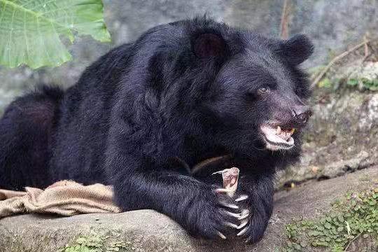 熊的弱点是什么部位,遇到熊装死对什么熊有效