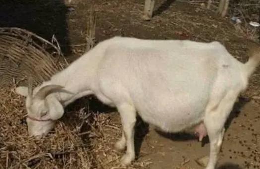 怀孕母羊不吃食反刍少的原因,怀孕母羊不吃食吃点啥药