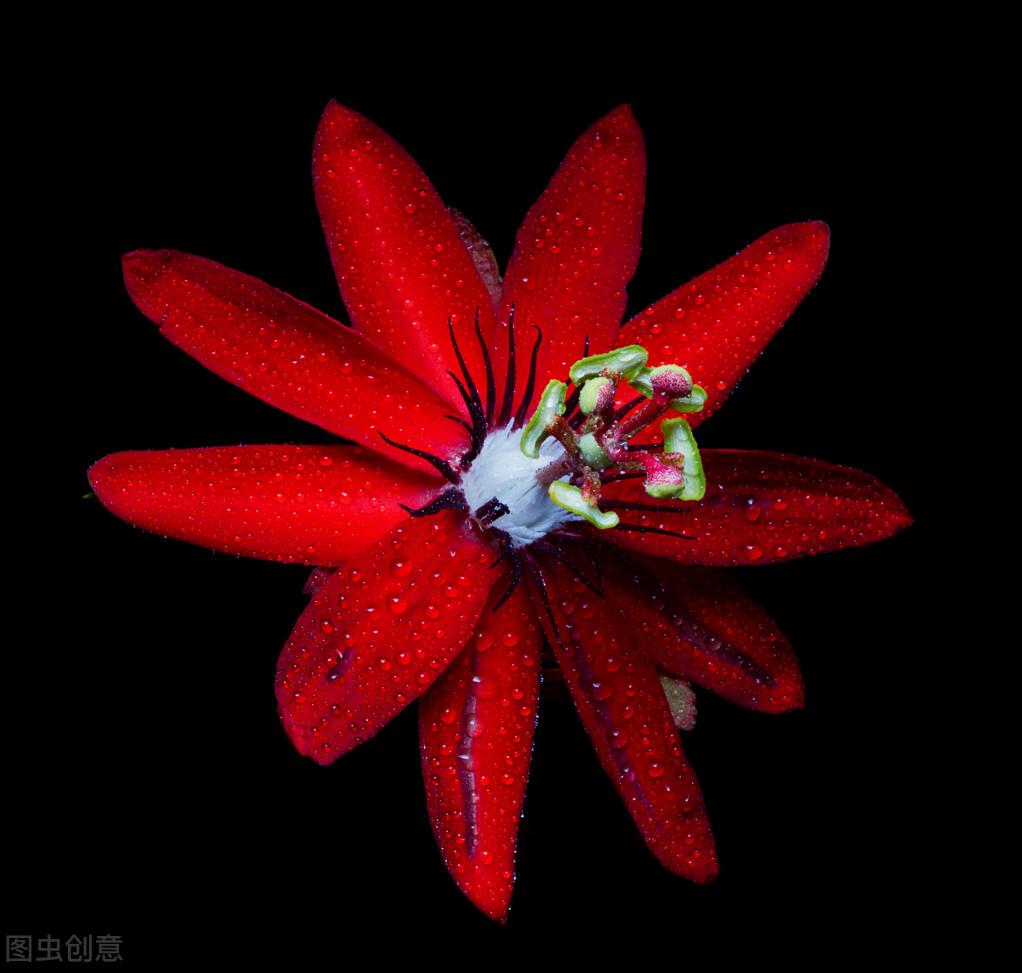 一花一深爱，花海美蓝天，花艳醉*光春**，花笑荡柔情，人间如仙境