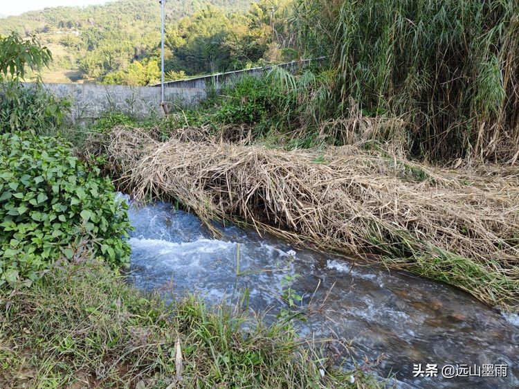 溪流潺潺、白茅飘飘，鲟鱼肥硕、菜蔬新鲜，景谷铁厂河畔的慢时光