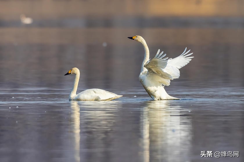 佳能rf800mmf5.6评测,佳能rf800mm二代