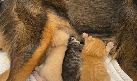 宠物狗胎死腹中怎么办,狗宝宝早产怎么救