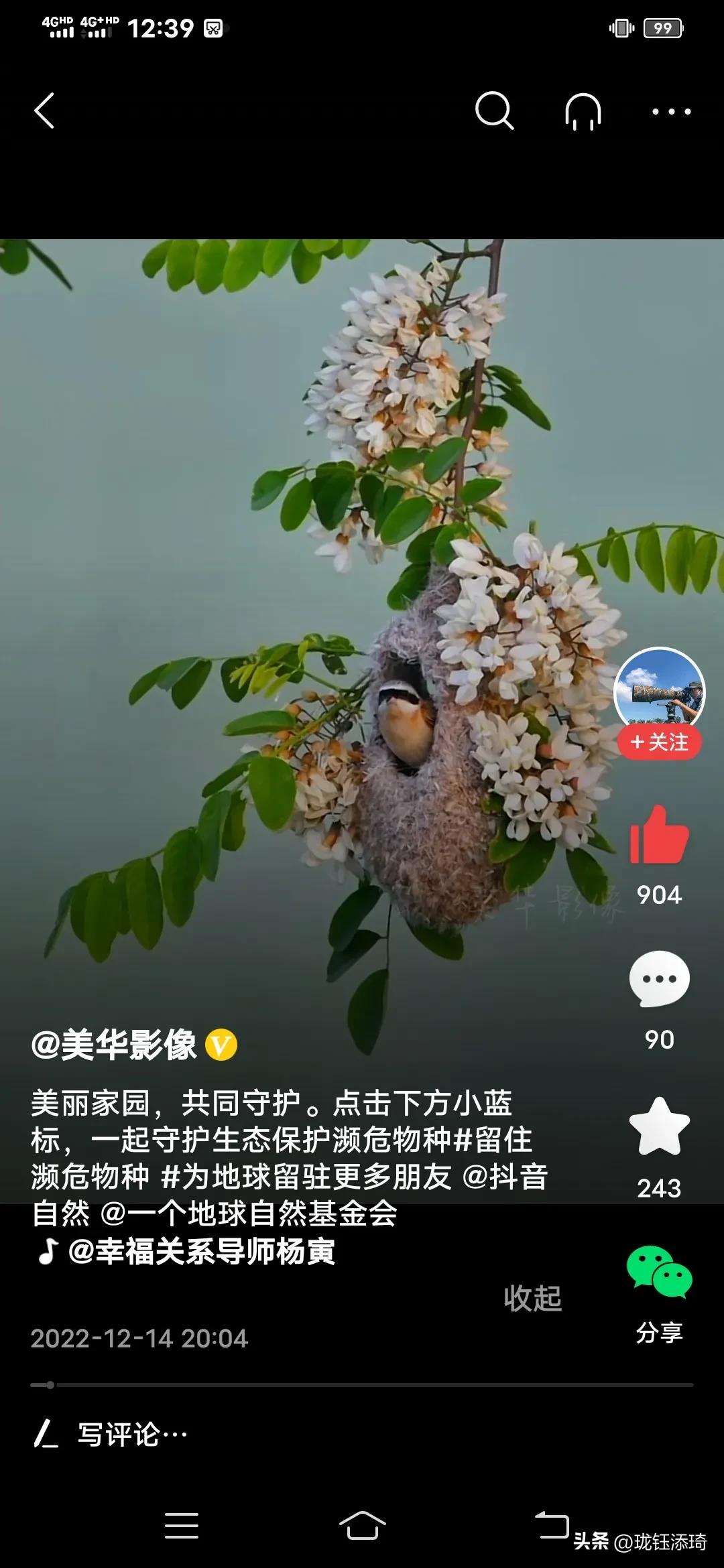 这是我见过的鸟儿最美的房子没有之一