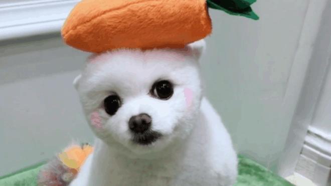 20天的小狗狗拉肚子一直叫怎么办,小狗狗拉肚子带点血是怎么回事