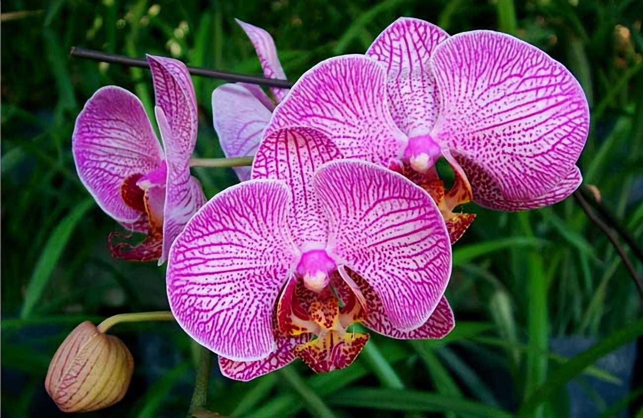 新手盆栽兰花最好选择哪些品种,适合家养的兰花品种有哪些盆栽