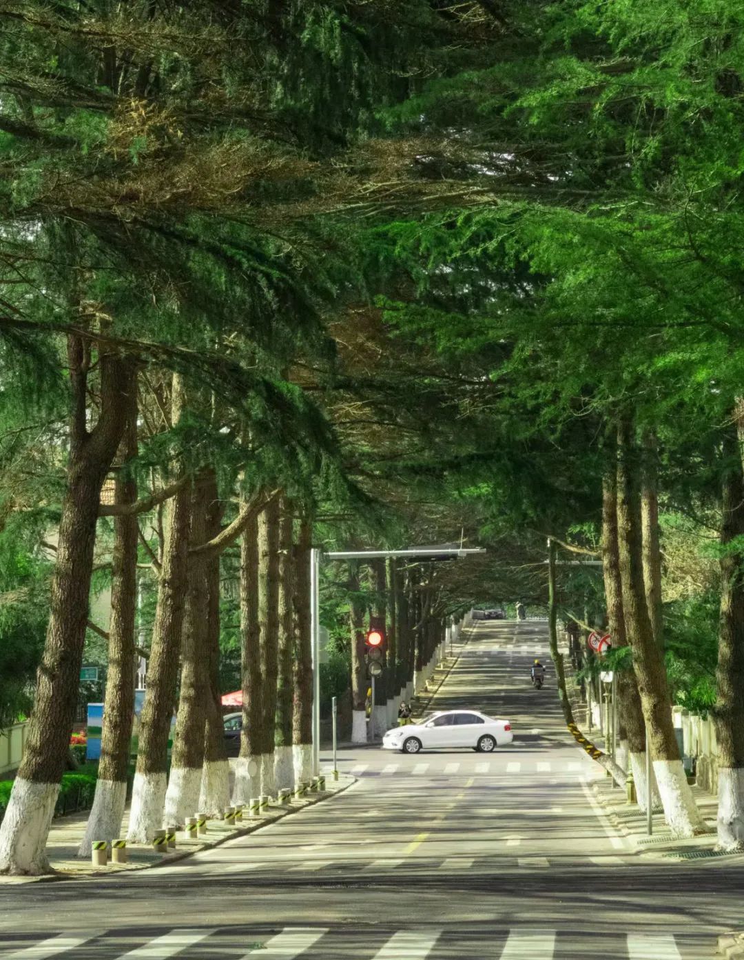 青岛绝美的一条路,青岛都是树的风景路