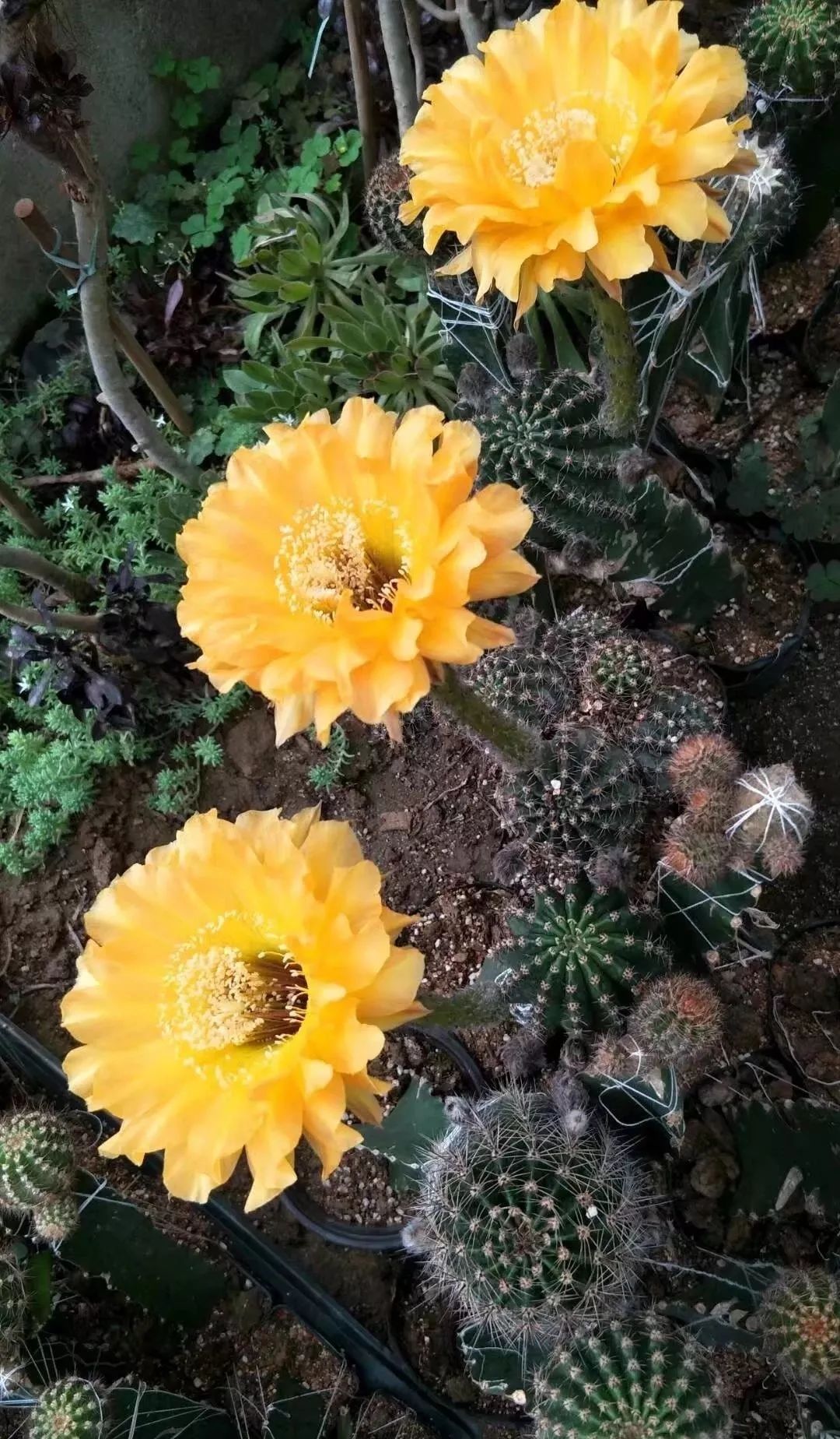 200种·仙人球开花图鉴，大开眼界，美到爆