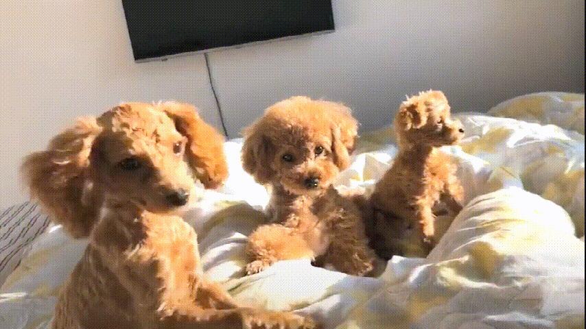 柯基比熊哪个聪明,柯基比熊博美哪个比较聪明