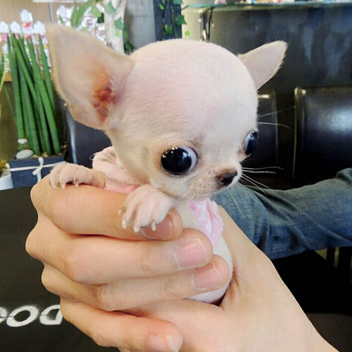 十大最萌宠物狗排行,最萌的宠物狗是什么品种