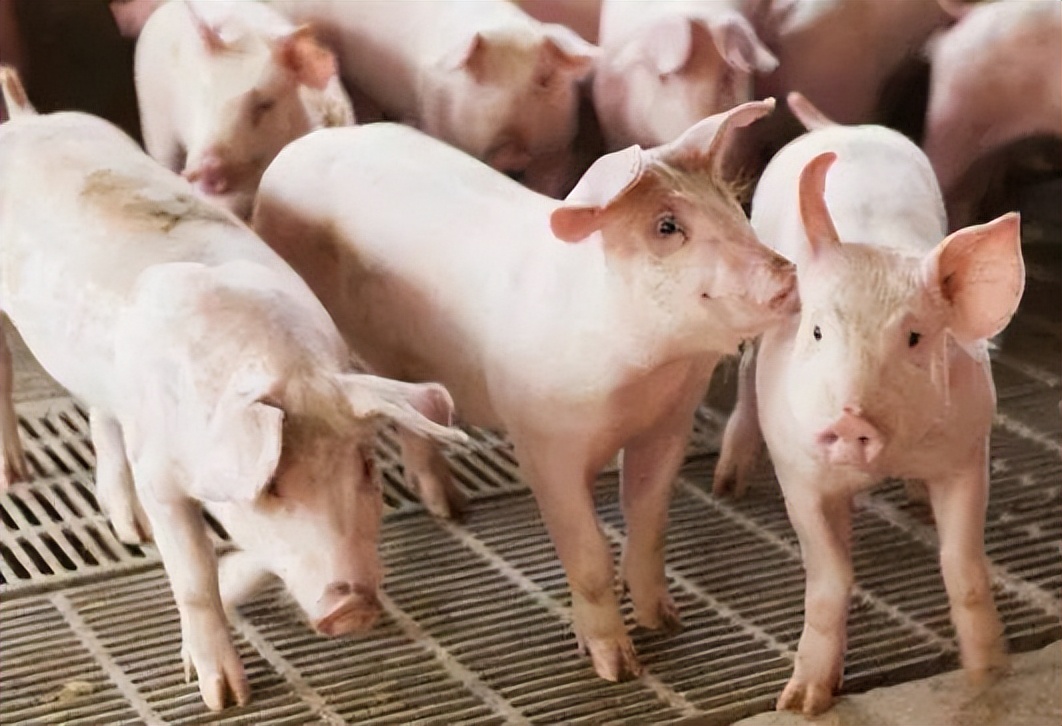 饲料中霉菌毒素对猪有什么危害,饲料毒素对猪的危害