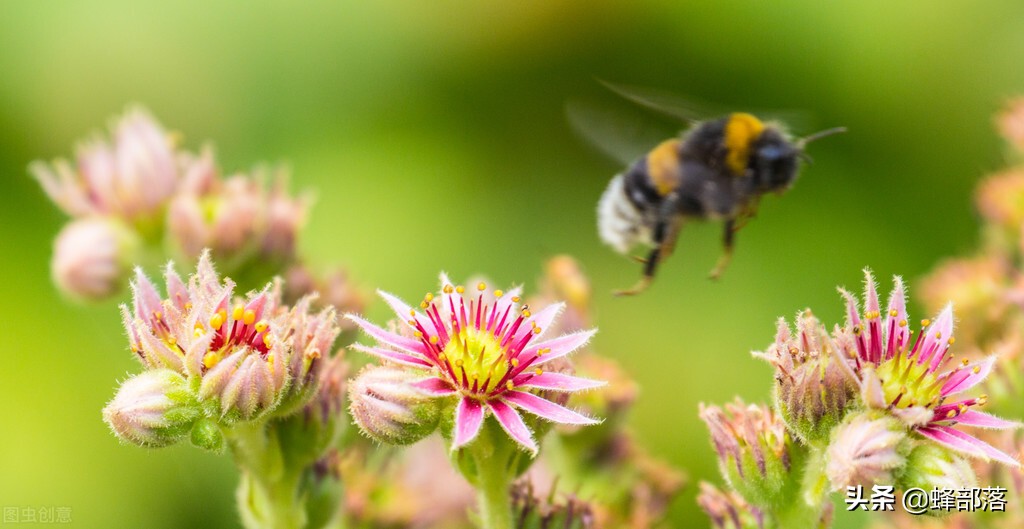 蜂王浆有吸引蜜蜂的吗,蜂王浆对蜜蜂有作用吗