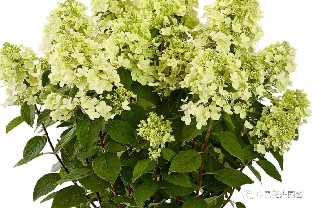 鑺卞崏鍝佺灞曠ず,鏂颁紭鑺卞崏鍝佺灞曠ず