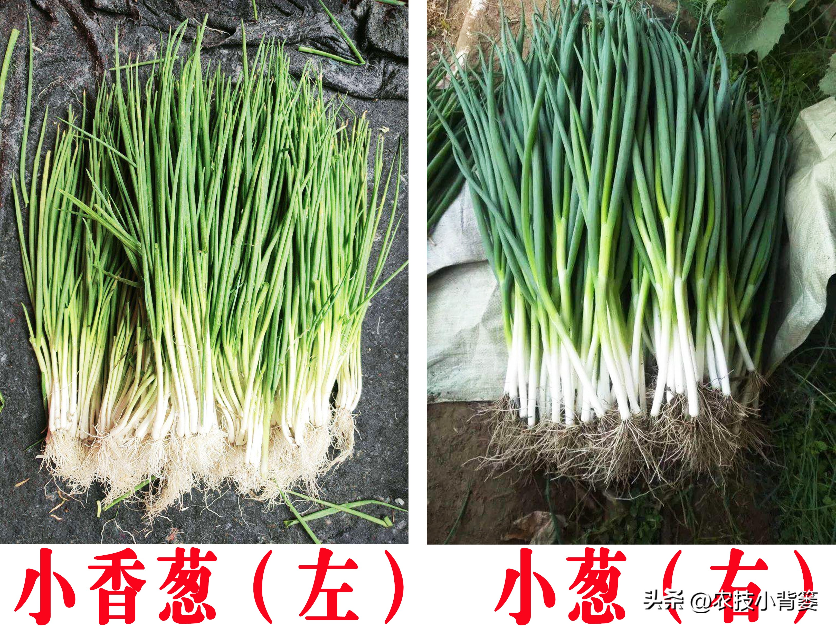 小香葱种植时间和方法视频,小香葱的种植方法和时间