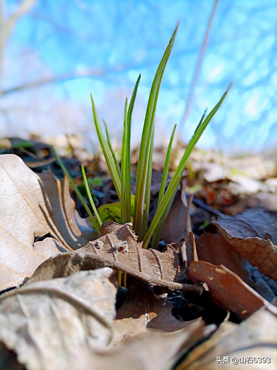 战友美文诗句,写给战友的散文诗句