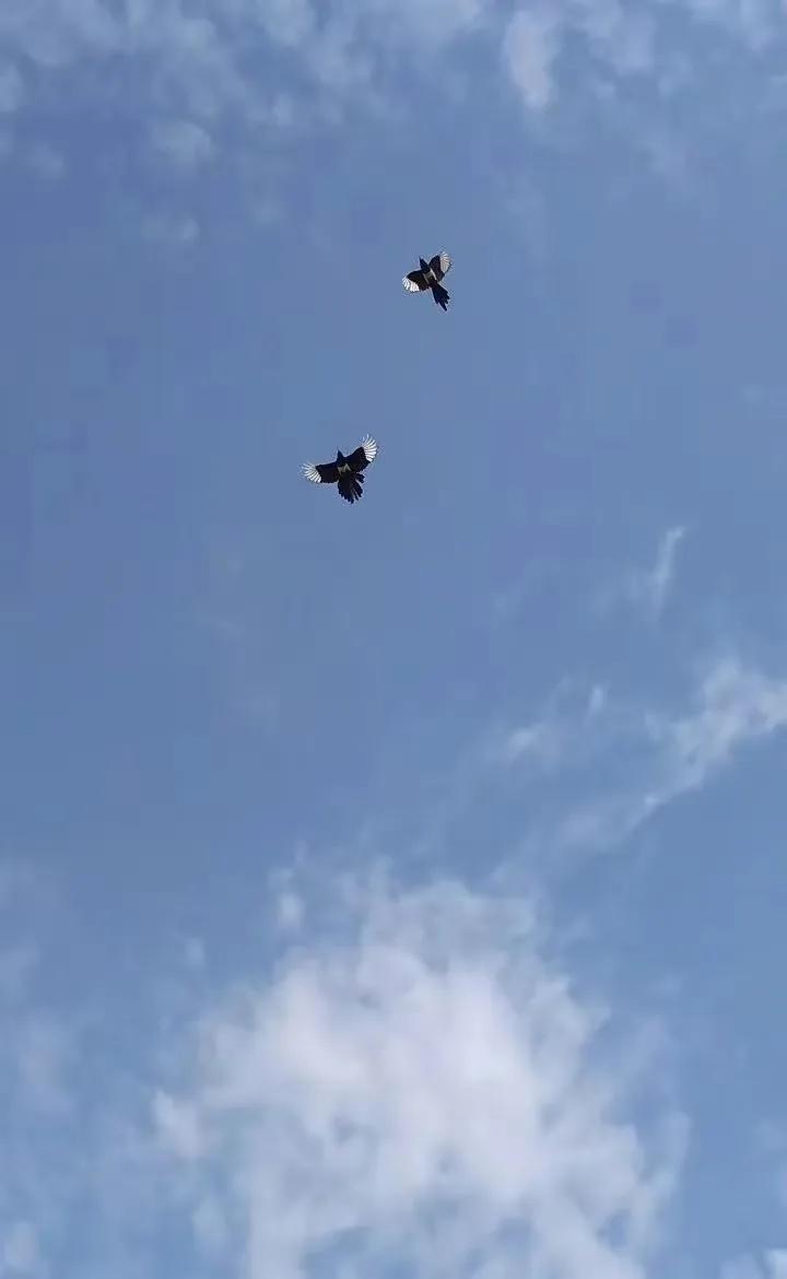 喜鹊本无罪，庸人自扰之