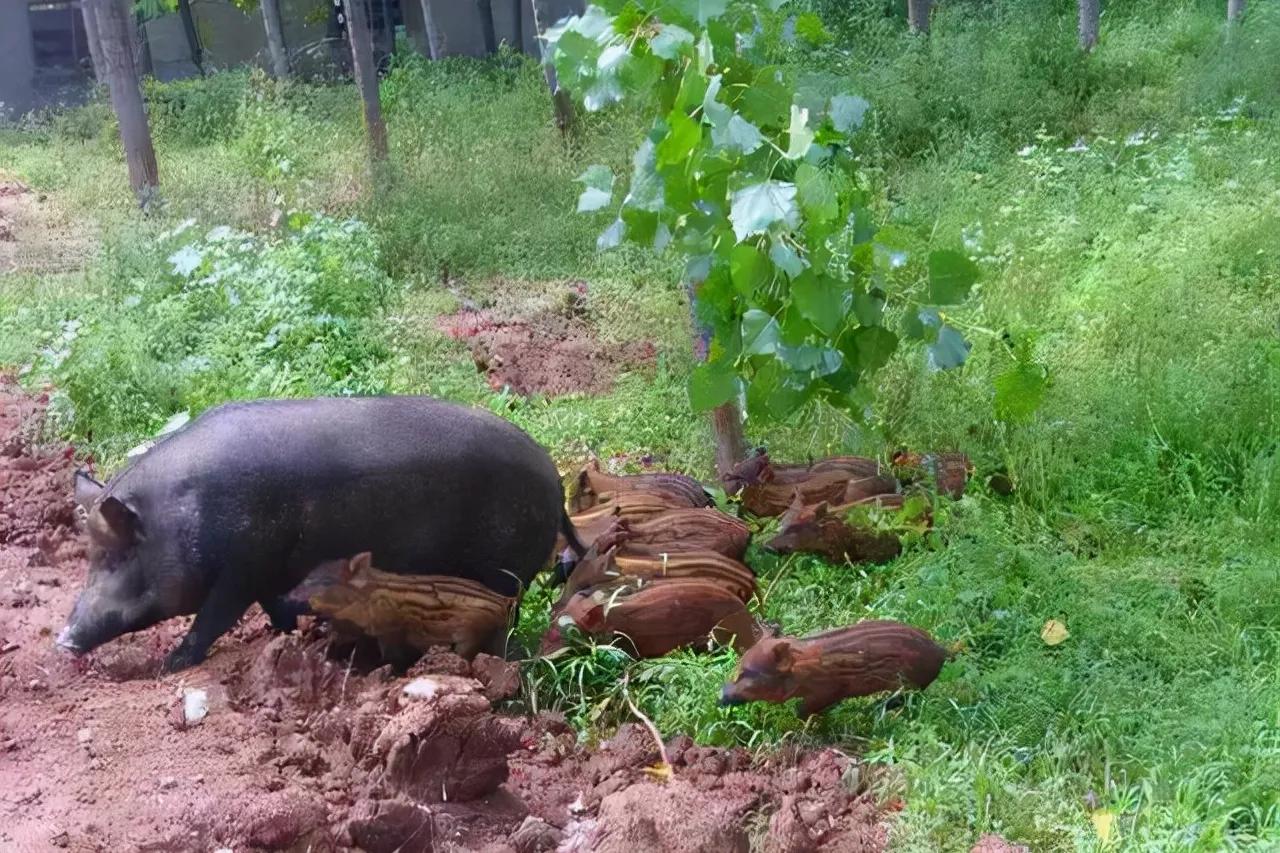 陕西渭南悬赏抓野猪，不让投毒，不许用枪？抓野猪有多危险？