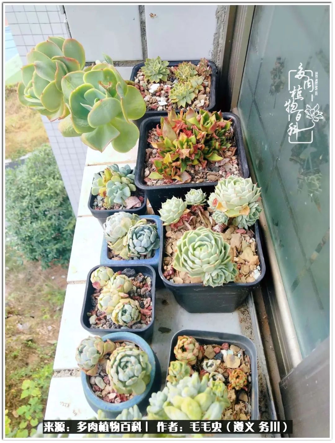 多肉可抵岁月,多肉之花语