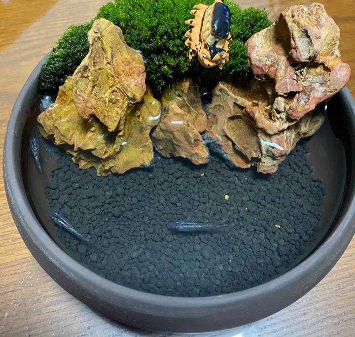 观背青鳉如何用水族箱养,观背青鳉为什么要养浮萍