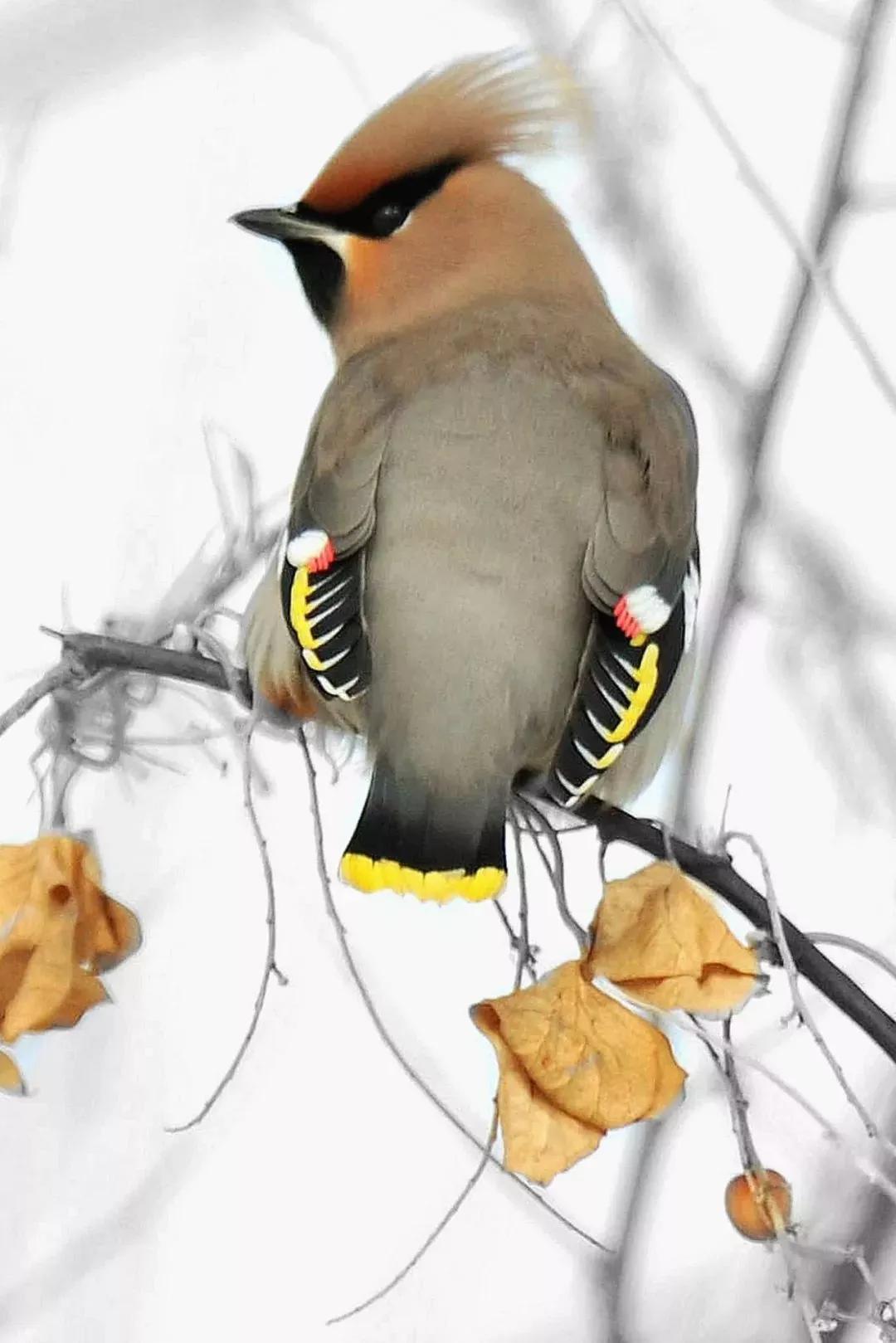 太平鸟图片素材,太平鸟图片大鸟