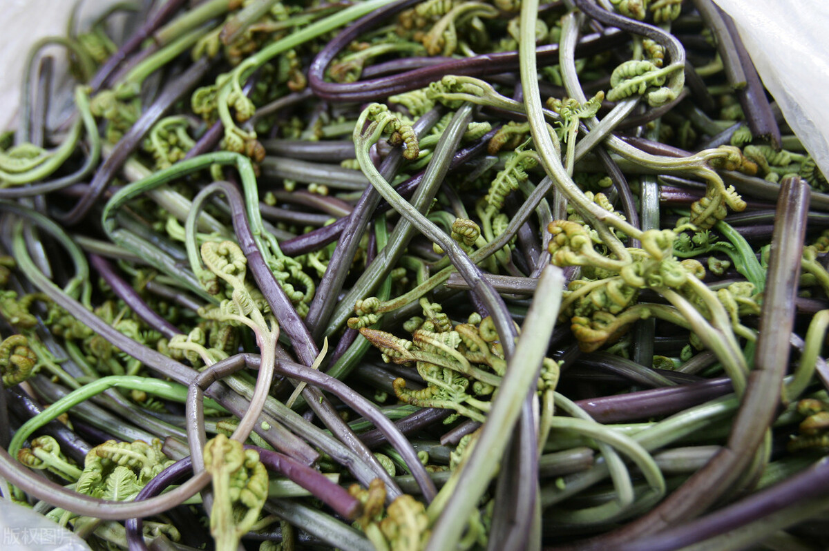 野菜100种大全,能吃的100种野菜大全