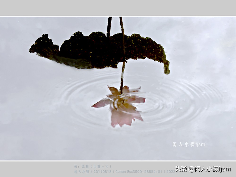 把荷花拍高级的摄影技巧,摄影荷花的拍摄技巧