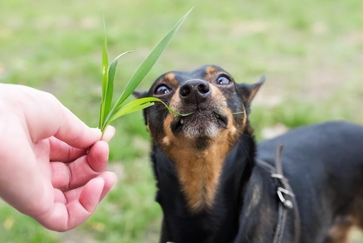 狗狗总喜欢吃草是什么原因呢,狗狗经常吃草是什么原因