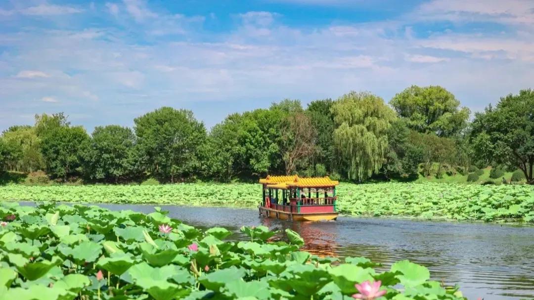 北京8处赏荷胜地,北京赏荷花最美的地方