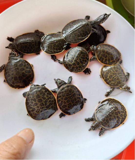 珍珠鳖在美国泛滥了吗,美国珍珠鳖对生态危害