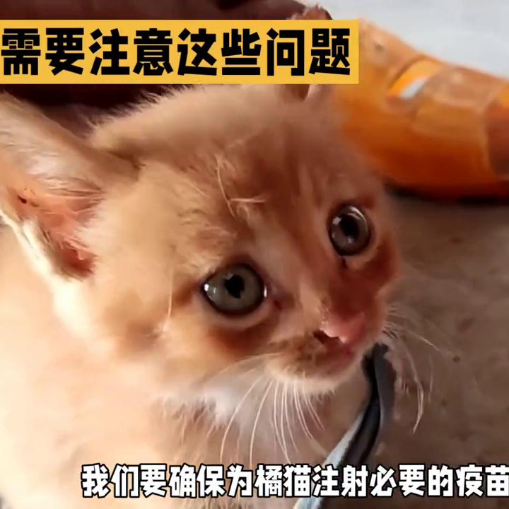 橘猫饲养方法,新手养橘猫注意事项