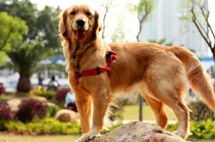 怎么样判断金毛小狗肠胃有问题,金毛犬肠胃不好吃面可以吗