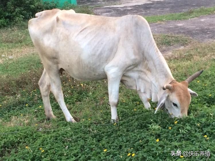 瘦牛怎样能快速养肥啊,怎样可以让瘦牛快速上膘