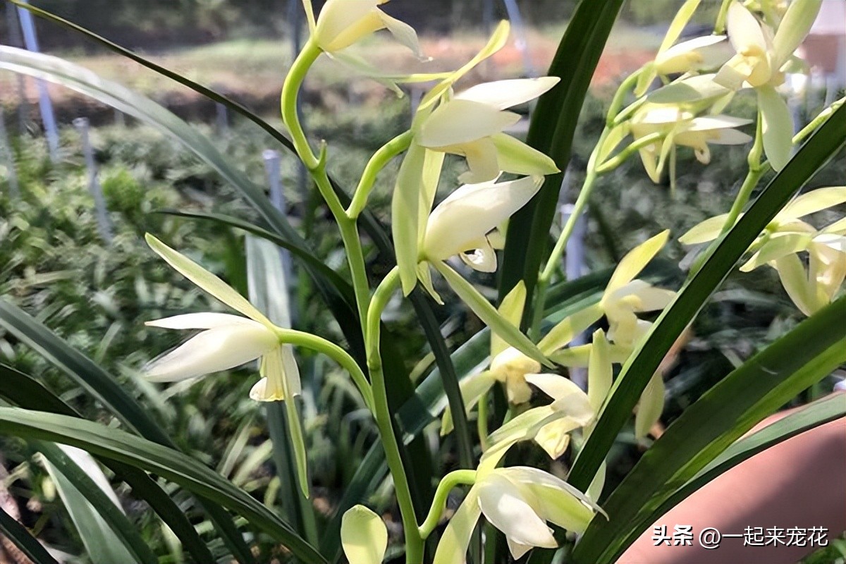 11-12月份开花的兰花是什么兰花,什么样的兰花好养并且花好看且香