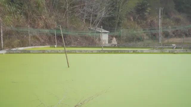 养殖石蛙深山老林,龙泉石蛙野生