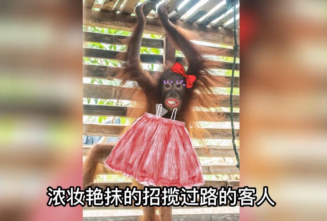 红毛猩猩被囚六年，培养成泄欲工具，身上溃烂也得接客