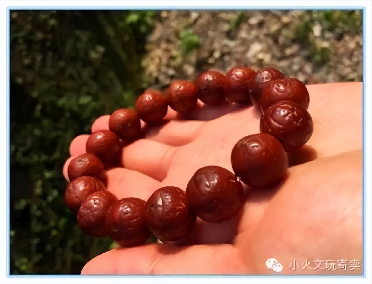 凤眼菩提20天效果,2023年凤眼菩提