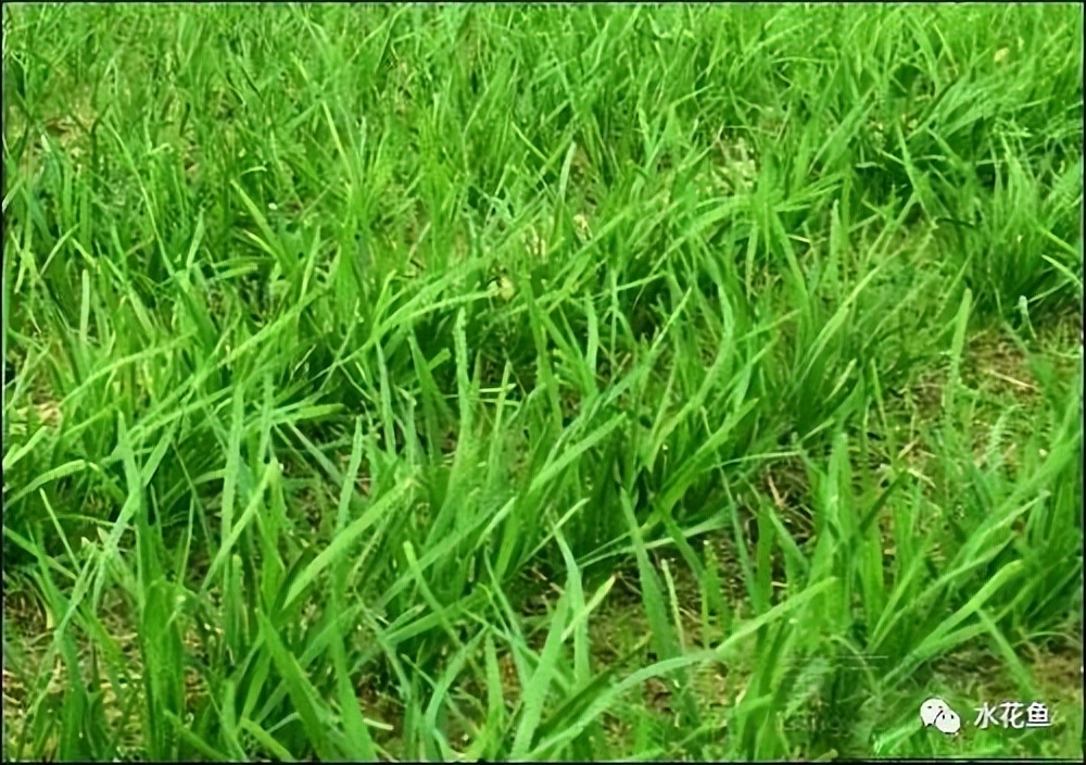 12种水产病害防治,你对水产动物病害的初步认识