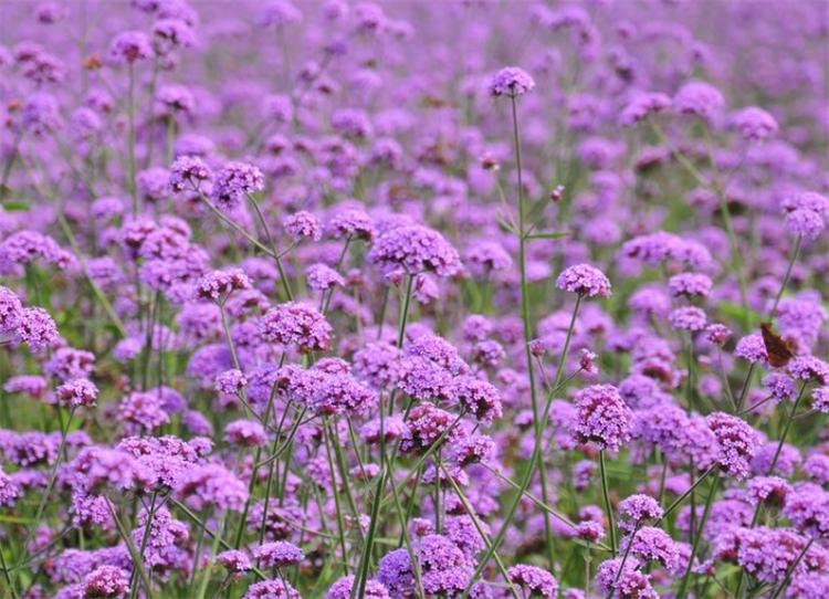 这种野马鞭草，在亚欧大陆均有分布，美似薰衣草，关注的人却不多