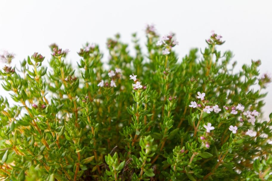 每日一花2.21：百里香：青青六月地椒香